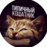 Канал Типичный кошатник
